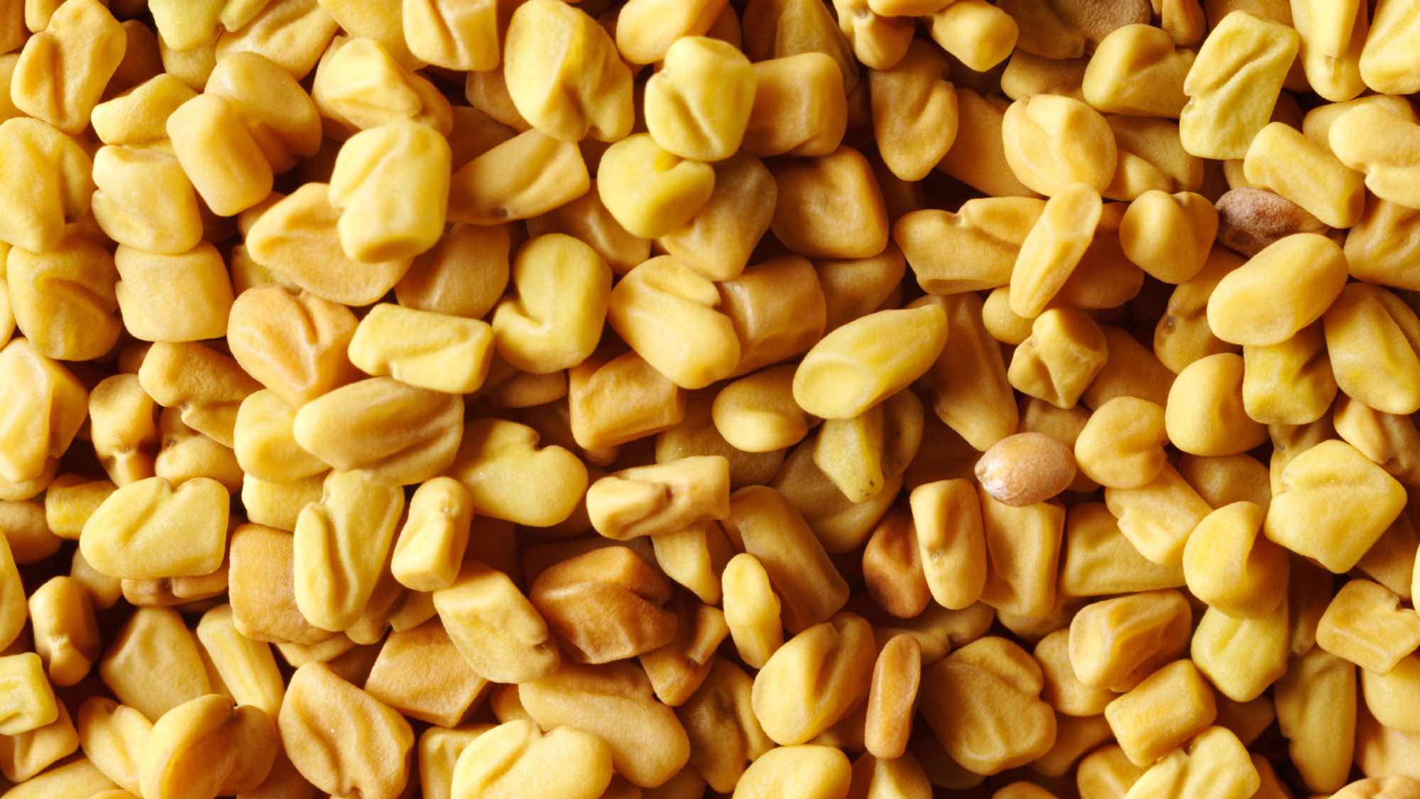 Kozieradka Kozieradka