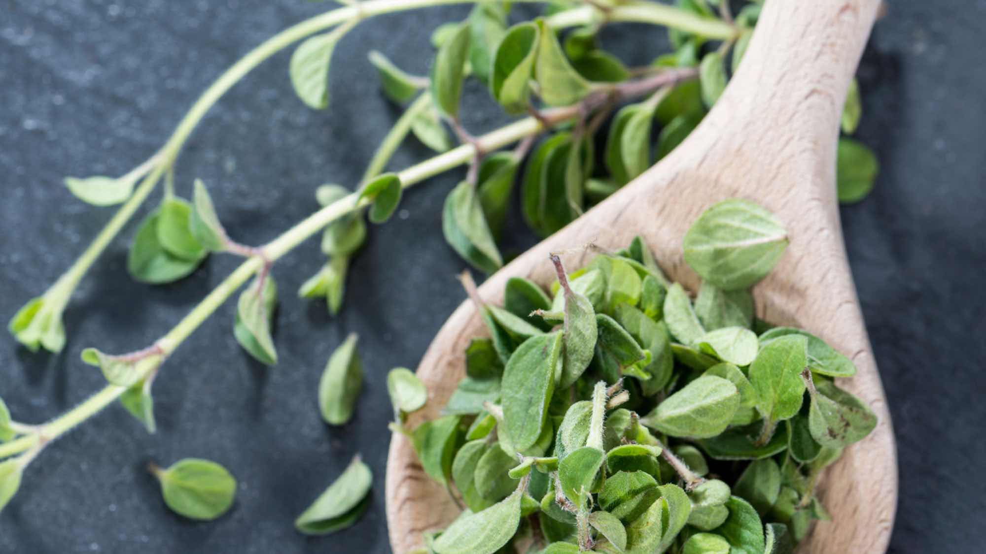 Oregano Oregano