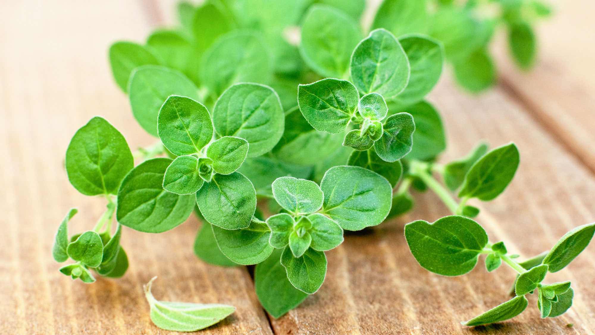 Oregano