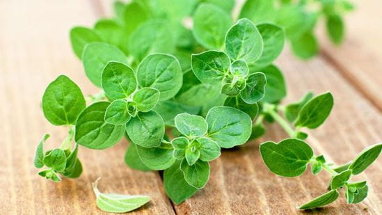Oregano